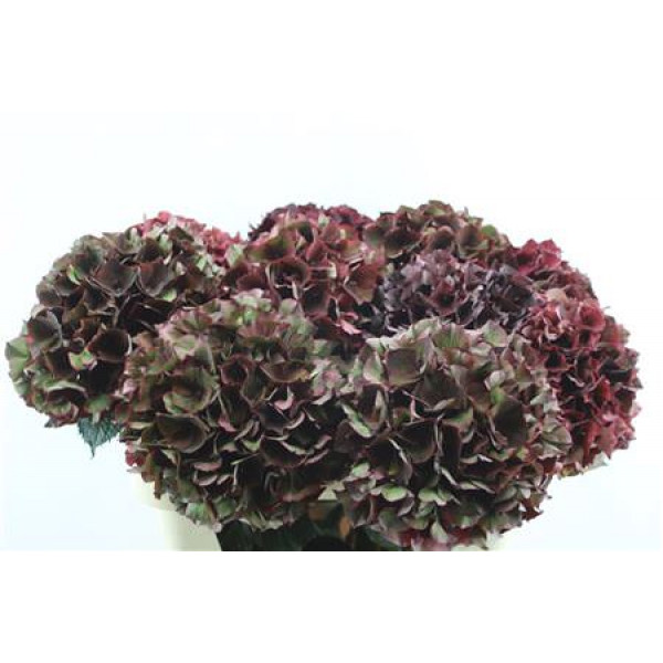 Hydrangea M Rubyrd Cl 75-20 75cm A1