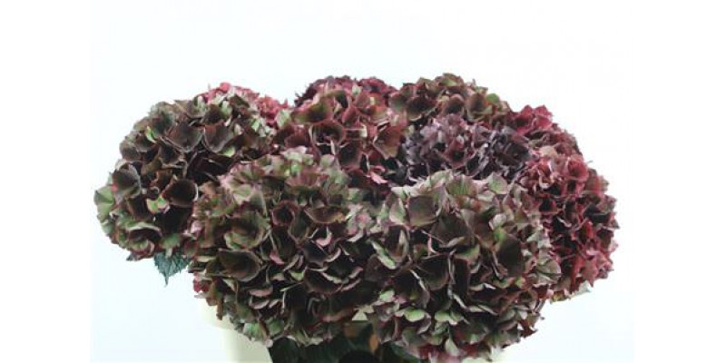 Hydrangea M Rubyrd Cl 75-20 75cm A1