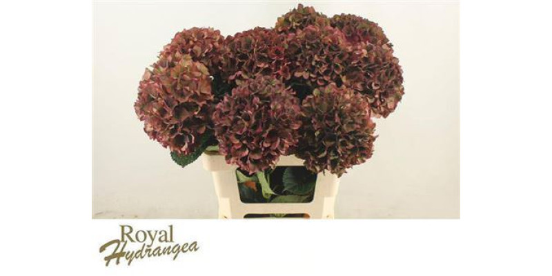 Hydrangea M Rubyred Cl 60-19 60cm A1