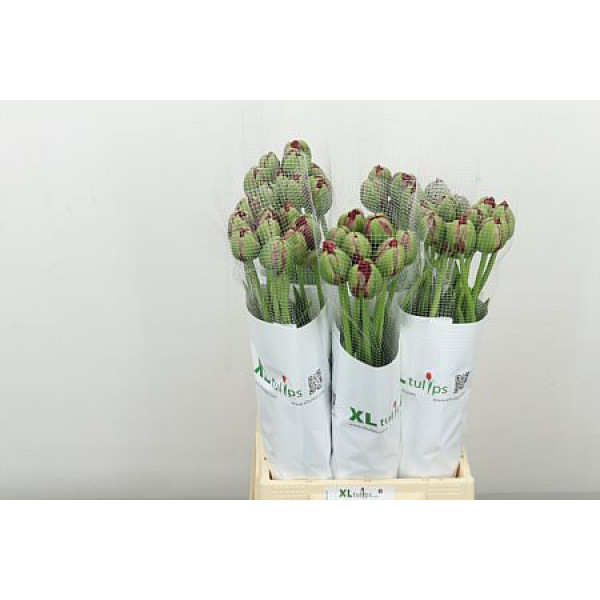 Tulips Frans Du Emblazon 55cm A1