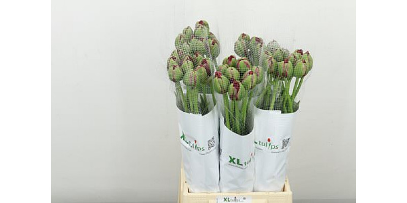 Tulips Frans Du Emblazon 55cm A1