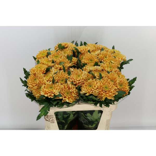 Chrysanthemums G Rossano Orange 70cm A1 Col-Orange