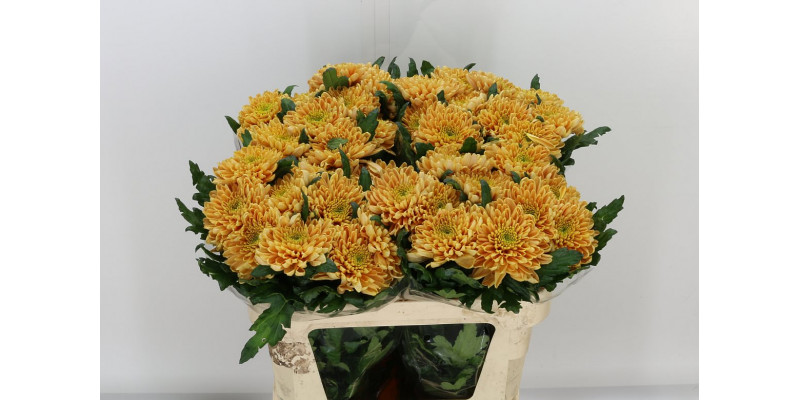 Chrysanthemums G Rossano Orange 70cm A1 Col-Orange