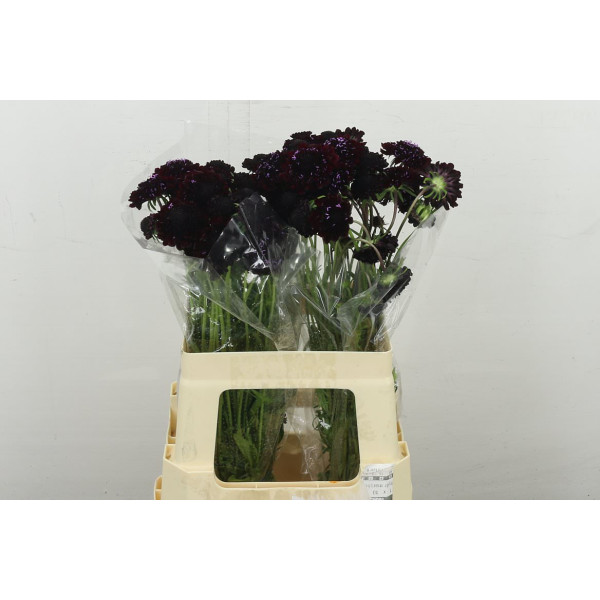 Scab At Blackberry Scoop 60 cm 