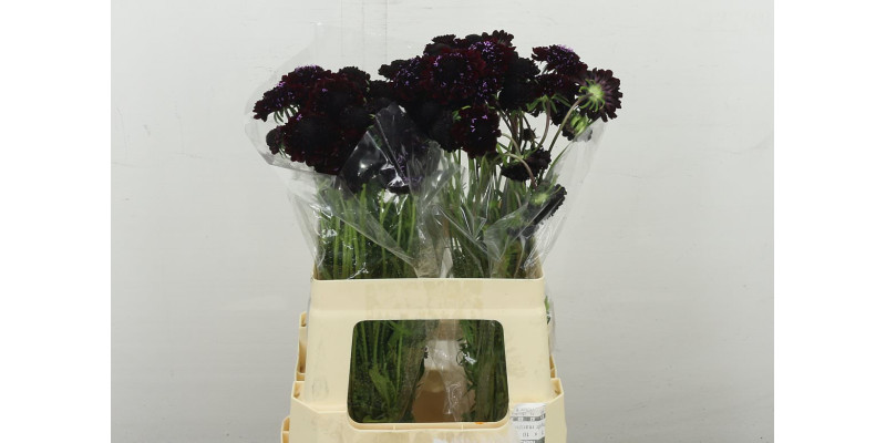 Scab At Blackberry Scoop 60 cm 