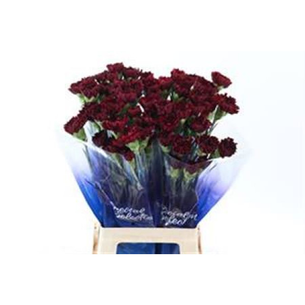 Dianthus St Red Zurigo 70cm  Col-Burgundy