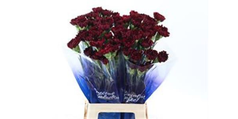 Dianthus St Red Zurigo 70cm  Col-Burgundy