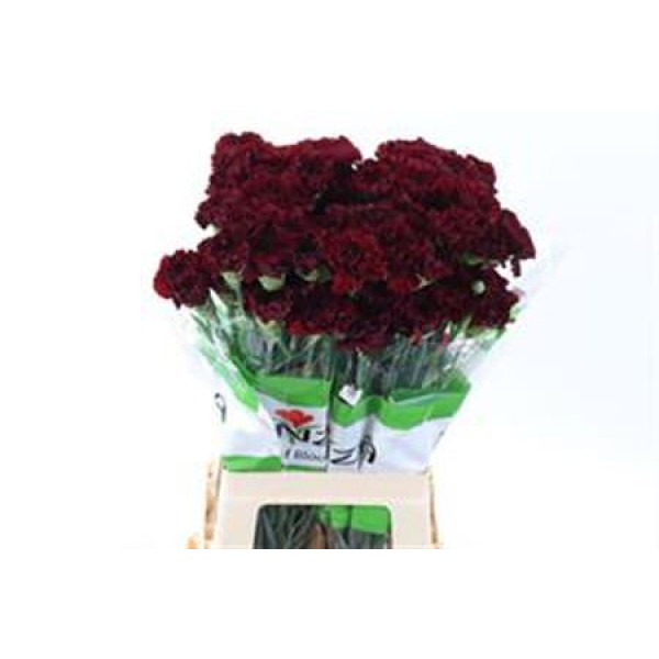 Dianthus St Red Zurigo 70 A1Burgundy