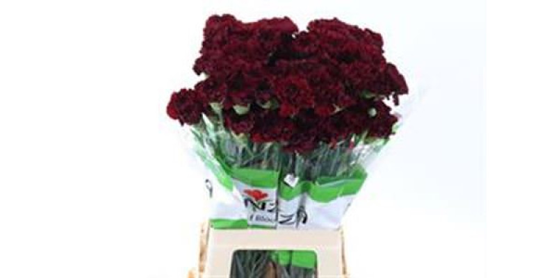 Dianthus St Red Zurigo 70 A1Burgundy