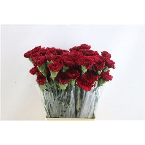 Dianthus St Zurigo 65cm A1