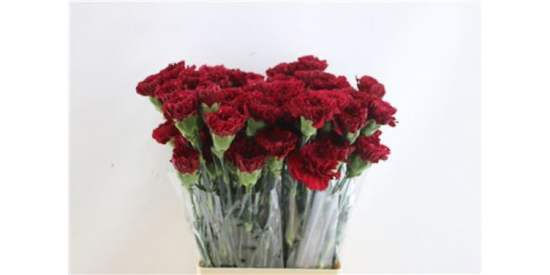 Dianthus St Zurigo 65cm A1