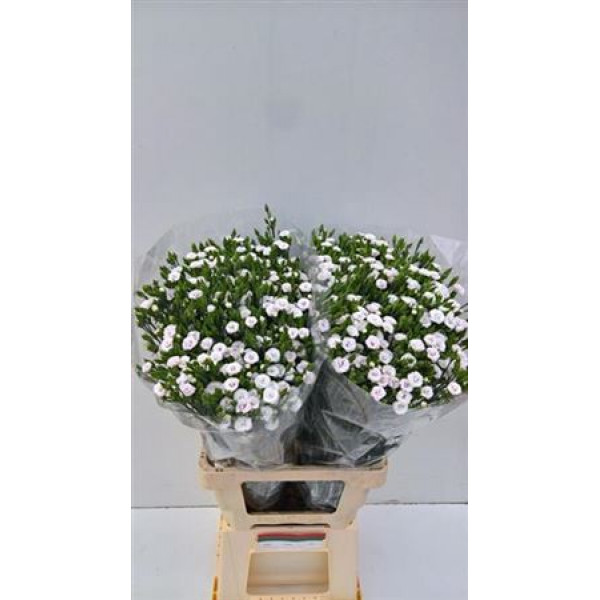 Dianthus Raffine Lois 65cm A1 Col-White