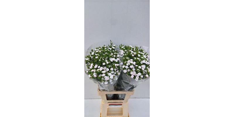 Dianthus Raffine Lois 65cm A1 Col-White