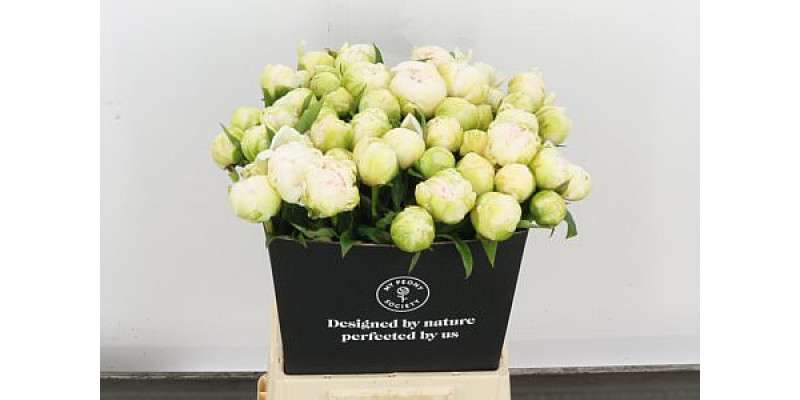 Peonies L Brother Chuck 60cm 