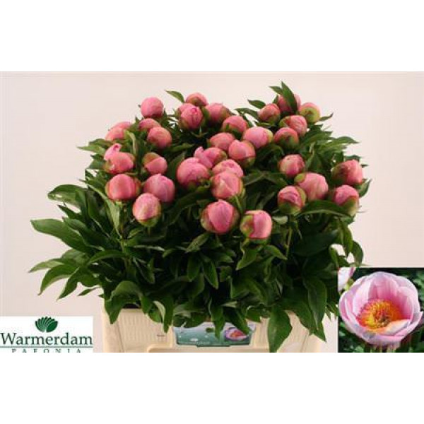 Peonies Salmon Saucer 55cm A1