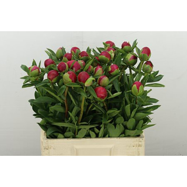 Peonies Belgravia X 60 cm  A1