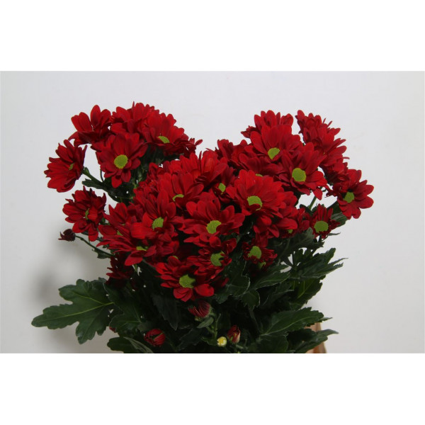 Chrysanthemums T Barolo 70cm A1 Col-Red