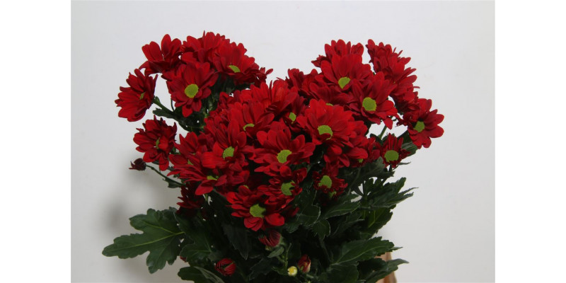 Chrysanthemums T Barolo 70cm A1 Col-Red