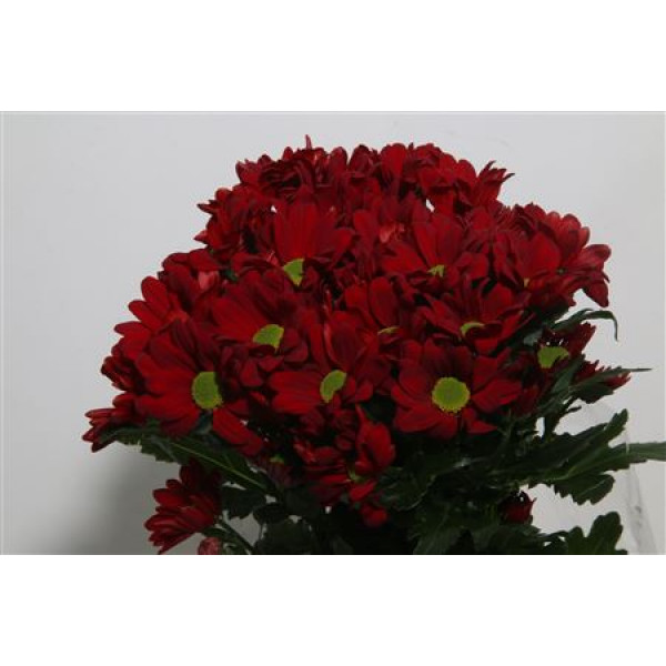 Chrysanthemums T Barolo 70cm A1 Col-Red