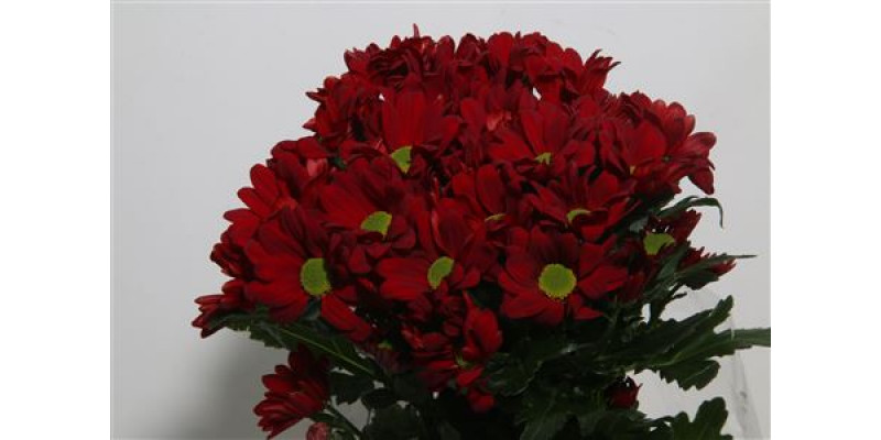 Chrysanthemums T Barolo 70cm A1 Col-Red