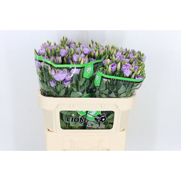 Lisianthus G Croma Lav Imp 72cm A1 Col-Milka