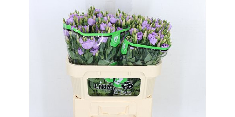 Lisianthus G Croma Lav Imp 72cm A1 Col-Milka