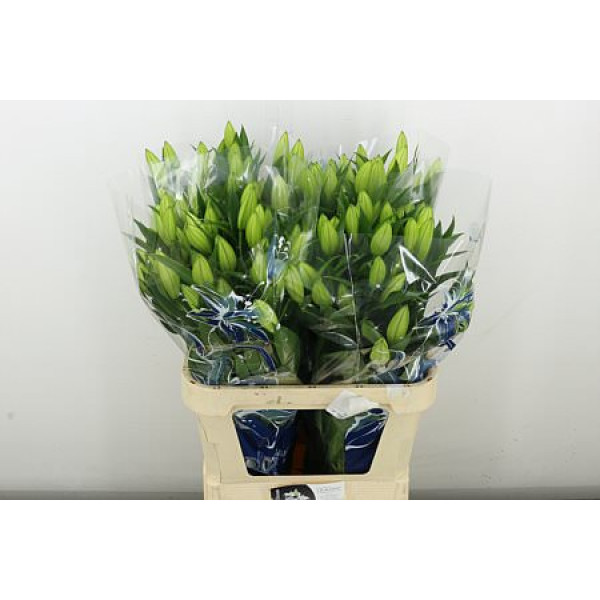 Lillys Or Pacific Ocean 85 cm A1