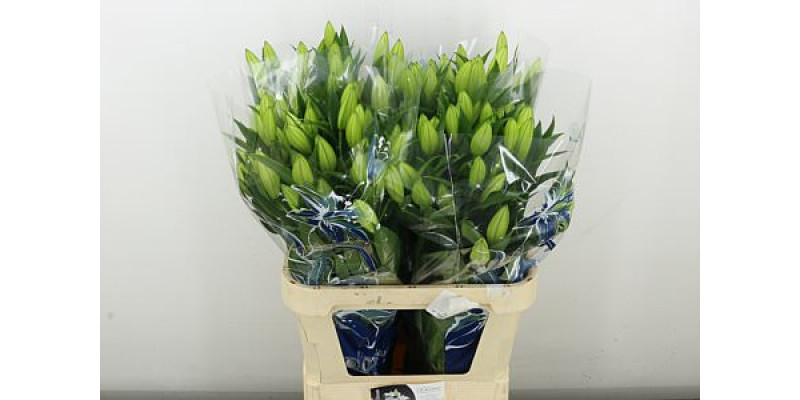 Lillys Or Pacific Ocean 85 cm A1