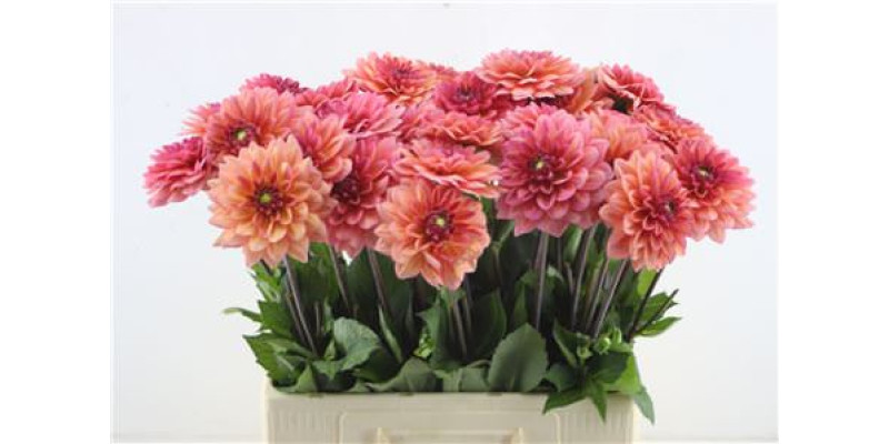Dahlia Salmon Runner 60 cm A1 Dahlia Salmon Runner 60 cm A1