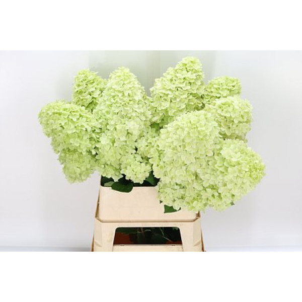 Hydrangea Pa Mag Candle 70cm A1