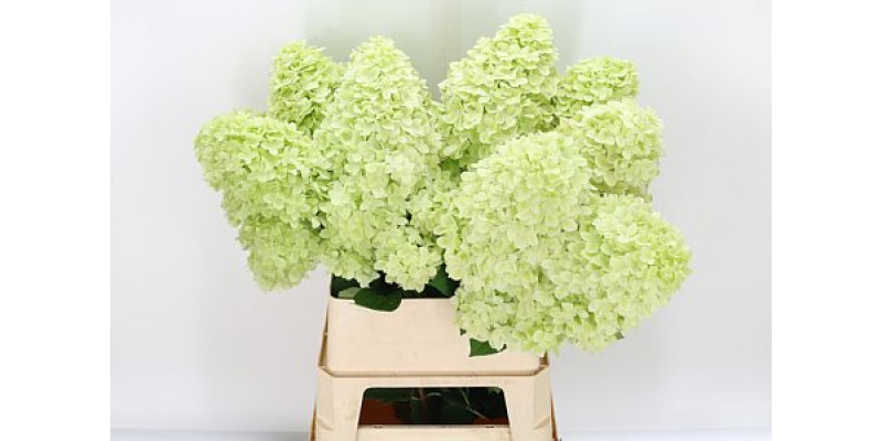 Hydrangea Pa Mag Candle 70cm A1