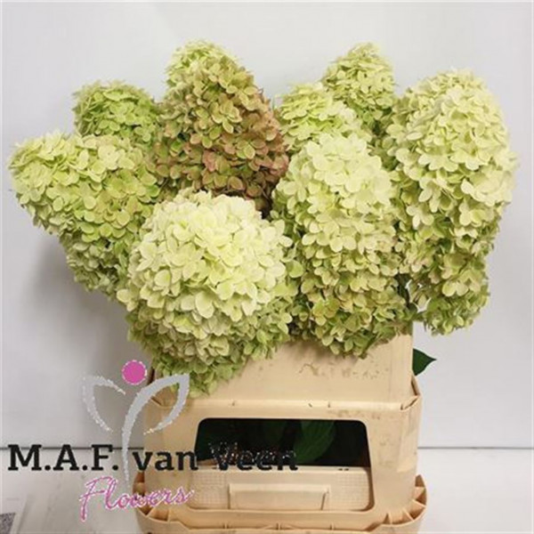 Hydrangea Pa Mag Candle 90cm A1 Col-Green