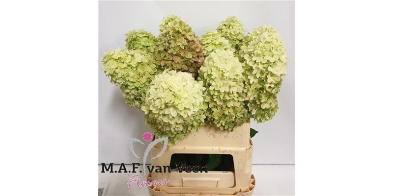 Hydrangea Pa Mag Candle 90cm A1 Col-Green