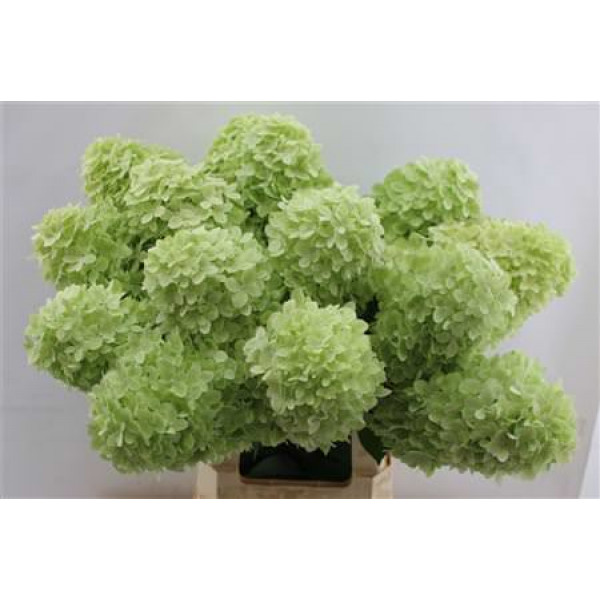 Hydrangea Pa Mag Candle 60cm A1