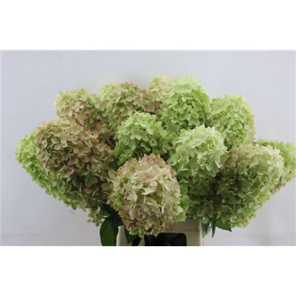 Hydrangea Pa Mag Candle 70-15 70cm A1