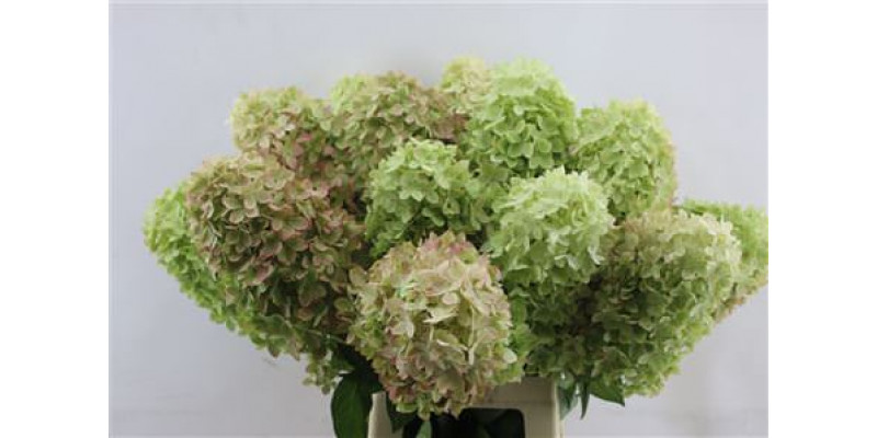 Hydrangea Pa Mag Candle 70-15 70cm A1