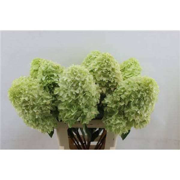 Hydrangea Pa Mag Candle 70-22 70cm A1