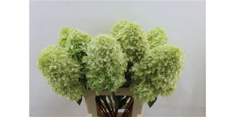 Hydrangea Pa Mag Candle 70-22 70cm A1