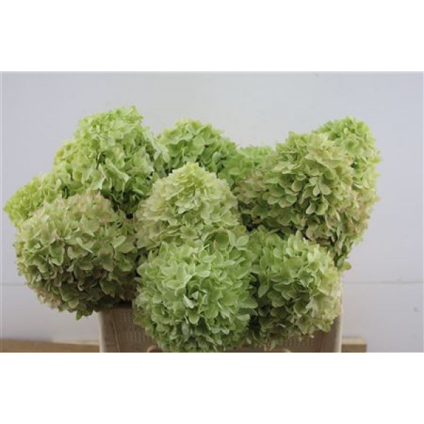 Hydrangea Pa Mag Candle 50-12 50cm A1