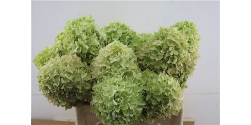 Hydrangea Pa Mag Candle 50-12 50cm A1