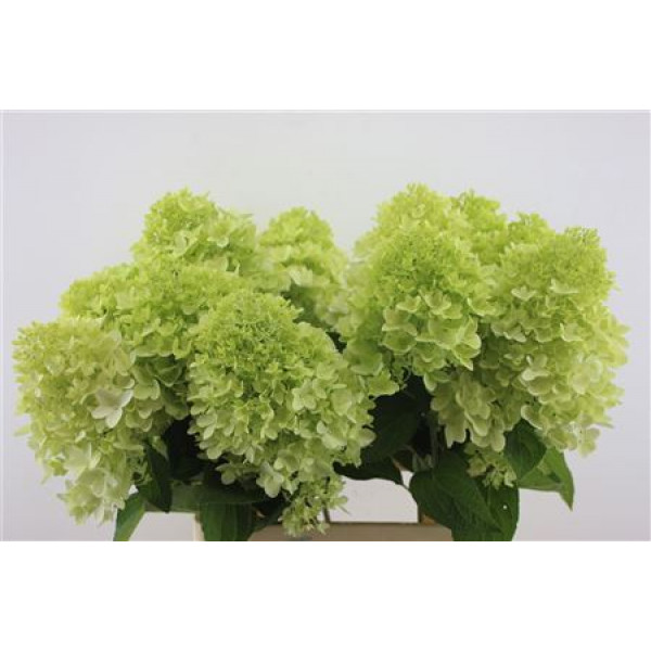 Hydrangea Pa Mag Candle 70-13 70cm A1