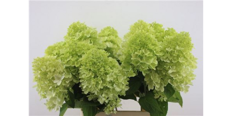 Hydrangea Pa Mag Candle 70-13 70cm A1