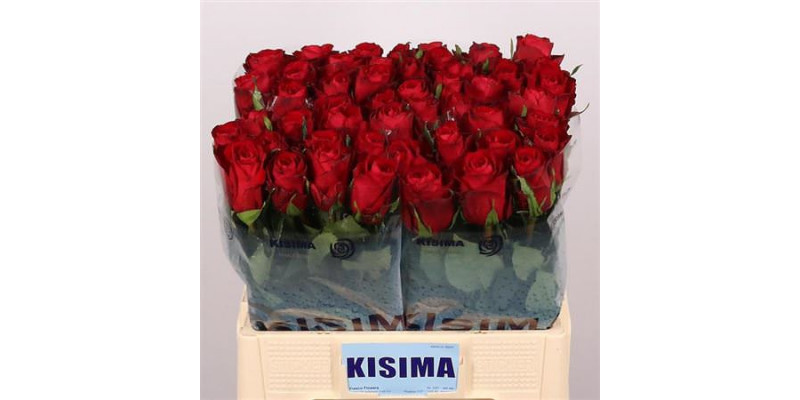 Rose Gr Madam Red 60cm A1 Col-Red