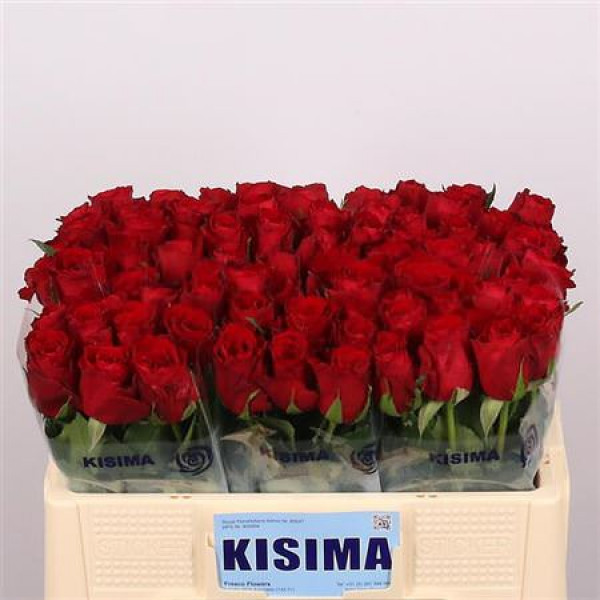 Rose Gr Madam Red 50cm A1 Col-Red