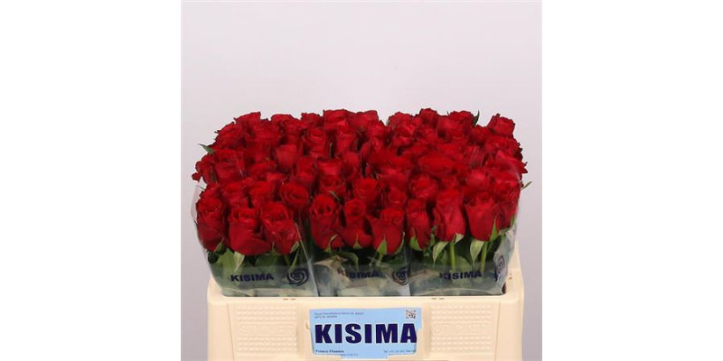 Rose Gr Madam Red 50cm A1 Col-Red