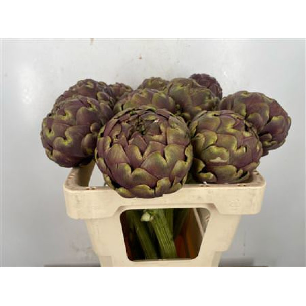 Cynara Sc Purple Romanga 50 cm 