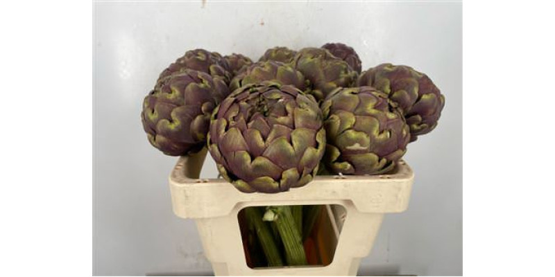 Cynara Sc Purple Romanga 50 cm 