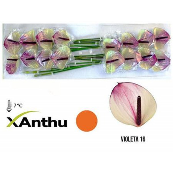 Anthurium Max Violeta X16 16cm 16 Col-White Purple