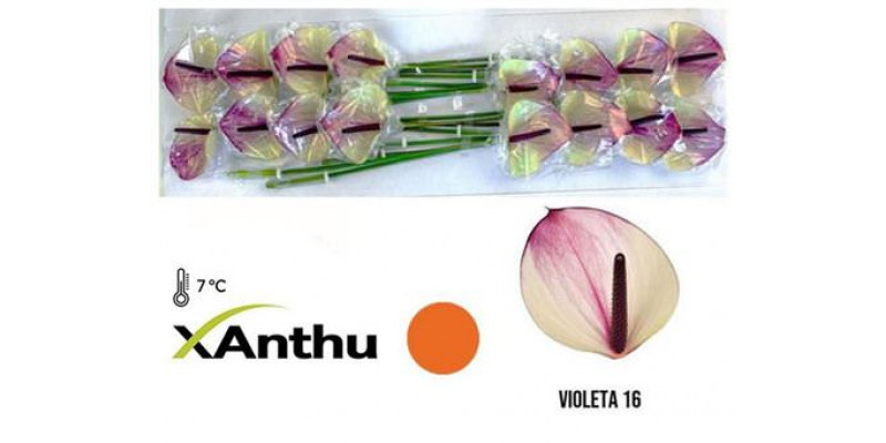 Anthurium Max Violeta X16 16cm 16 Col-White Purple