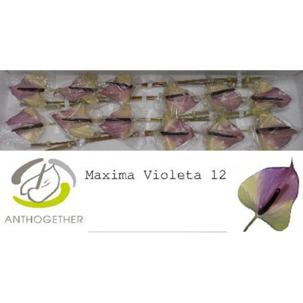 Anthurium A Max Violeta 12 A1